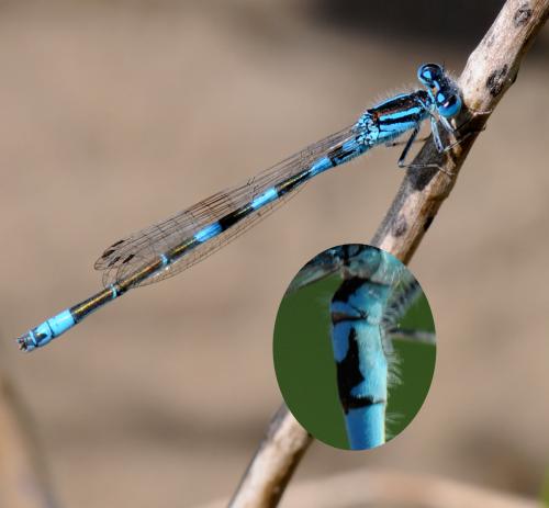 Réf. 35 351 : Coenagrion caerulescens
