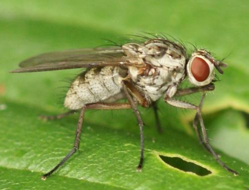Hylemya sp.