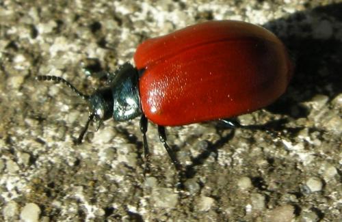 Réf. 35 521 : Chrysomela sp.