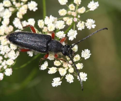 Anoplodera rufipes