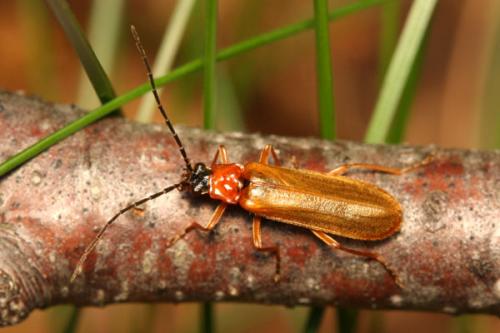 Réf. 35 615 : Rhagonycha nigriceps