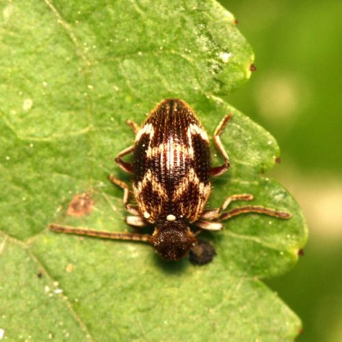 Ptinus italicus