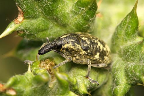 Réf. 35 846 : Larinus vulpes