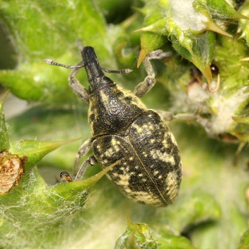 Réf. 35 847 : Larinus vulpes