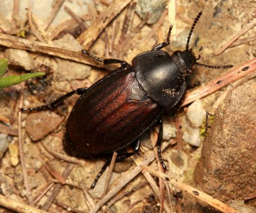 Silpha tyrolensis