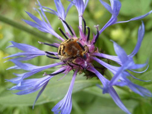 Trichius sp.