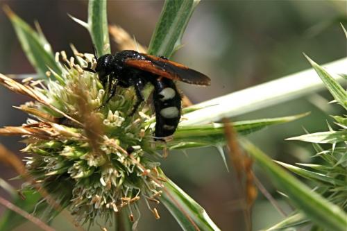 Scolia sexmaculata