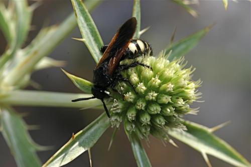 Scolia sexmaculata