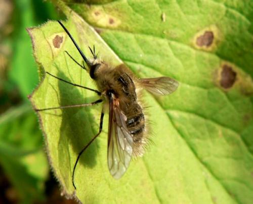 Bombylius sp.