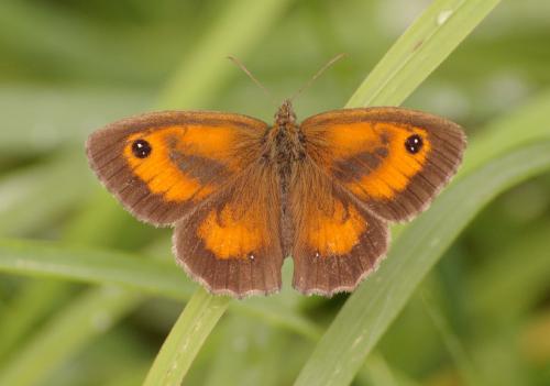 photo de papillon