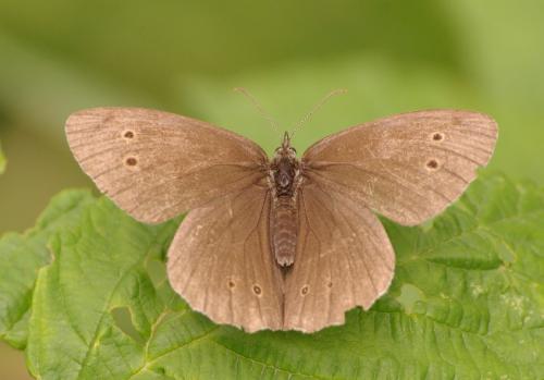 Aphantopus hyperantus