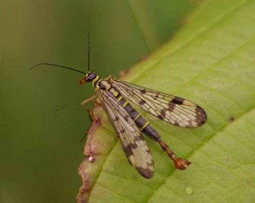 Panorpa communis
