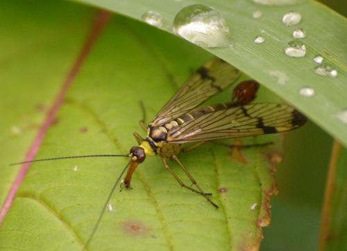 Panorpa communis