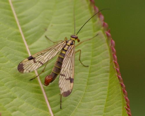 Panorpa communis