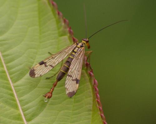 Panorpa communis
