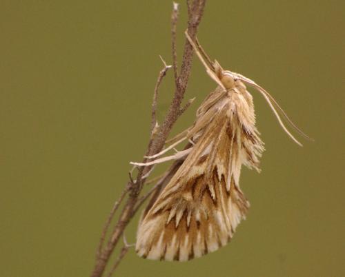 Cynaeda dentalis