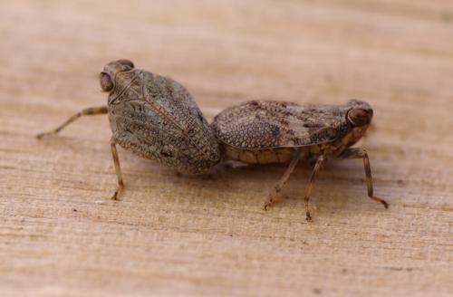 Issus coleoptratus