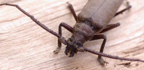 Aegosoma scabricorne