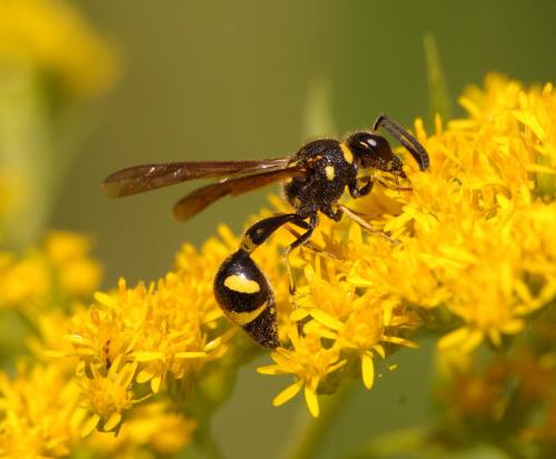 Eumenes sp.