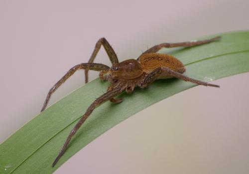 Dolomedes sp.