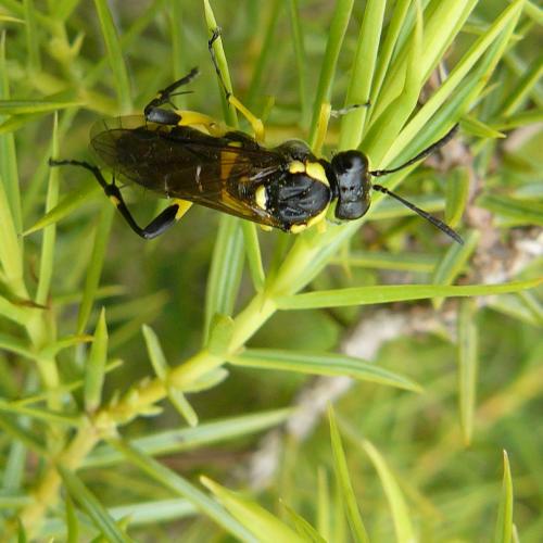 Macrophya montana