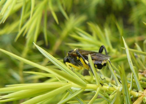 Macrophya montana