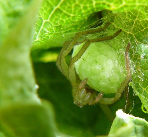 Réf. 35 787 : Micrommata sp.