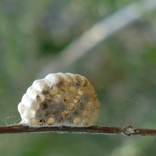 Réf. 35 756 : Microgastrinae inconnu