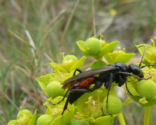 Priocnemis sp.