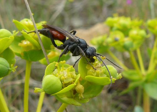 Priocnemis sp.