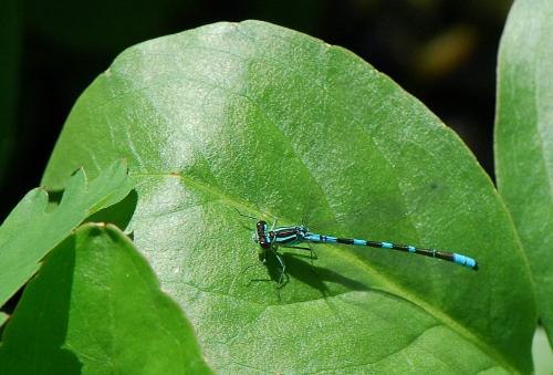 Coenagrion hastulatum