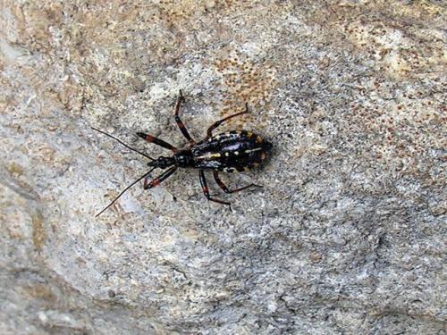 Réf. 35 813 : Rhynocoris sp.