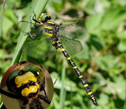 Cordulegaster boltonii