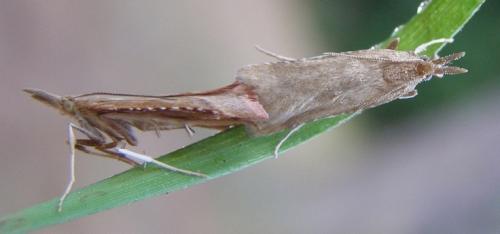 Réf. 35 552 : Synaphe punctalis
