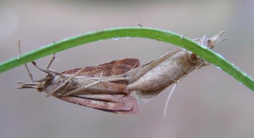 Synaphe punctalis