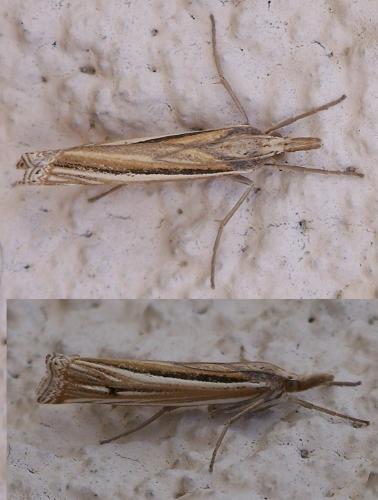 Réf. 35 653 : Ancylolomia tentaculella