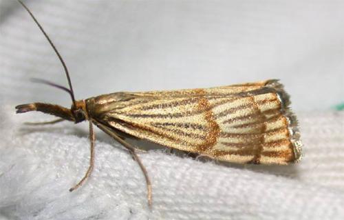 Réf. 35 773 : Chrysocrambus linetella