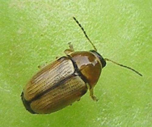 Cryptocephalus sp.