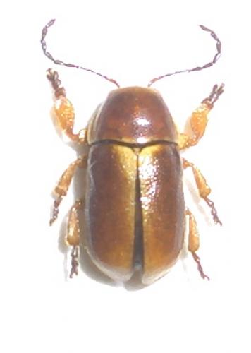 Réf. 35 053 : Cryptocephalus pini