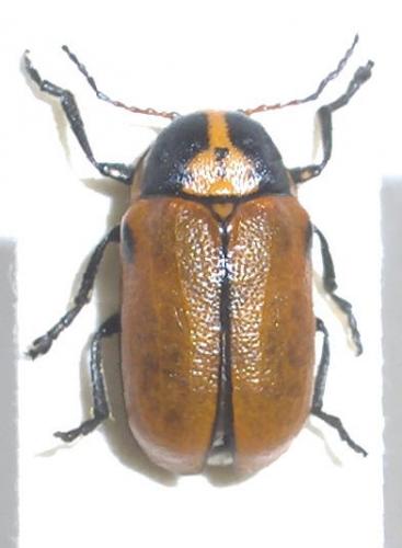 Cryptocephalus variegatus