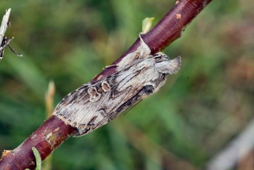 Réf. 35 660 : Cucullia gnaphalii