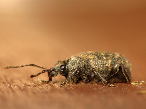 Otiorhynchus sulcatus