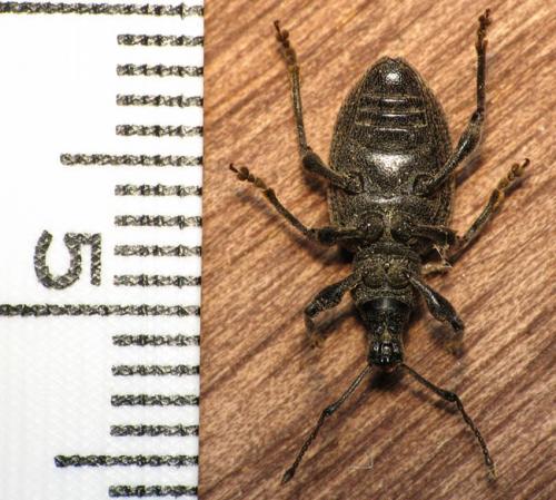 Otiorhynchus sulcatus