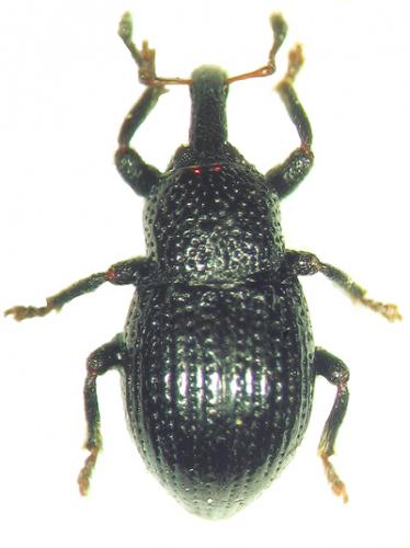 Réf. 35 507 : Leiosoma deflexum