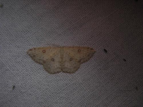 Réf. 35 931 : Cyclophora albipunctata