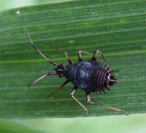 Deraeocoris ruber