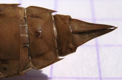 Aeshna juncea