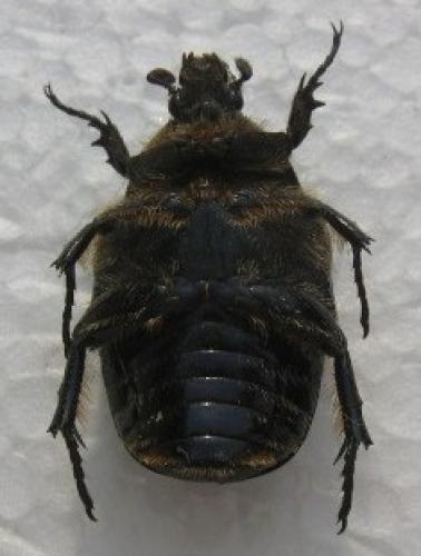 Réf. 35 557 : Netocia sardea