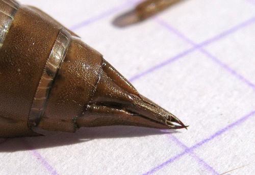 Aeshna juncea