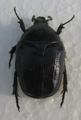Réf. 35 555 : Netocia sardea